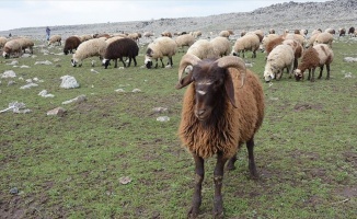 '300 koyun projesi' yetiştiriciyi umutlandırdı