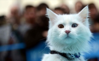 En güzel Van kedisi &#039;Sezar&#039;