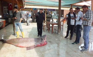 Mersin'de 4 metrelik köpek balığı yakalandı