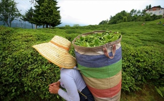 Çay üreticisinin yüzü fiyat artışıyla güldü