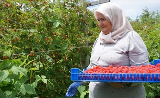 TİKA'nın Sırbistan'daki ahududu çiftliklerinde hasat vakti