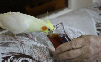 Çay tiryakisi papağan ‘Limon’