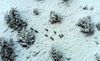 Karlı dağlarda yaban keçileri havadan görüntülendi