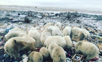 Rusya’da kutup ayıları şehre indi