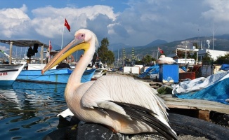Balıkçı barınağı 2 pelikanın yuvası oldu