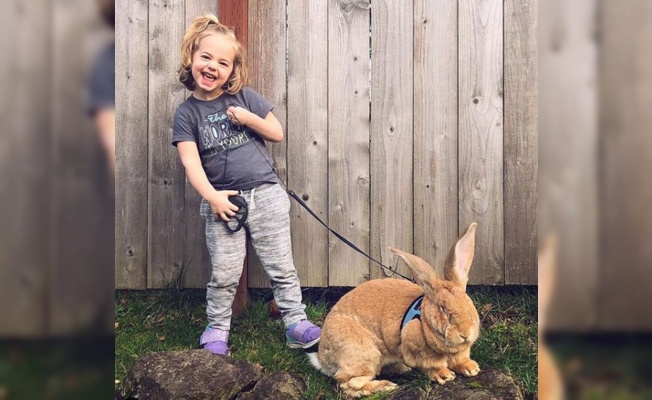 Dev tavşan ile küçük kızın dostluğu güldürdü