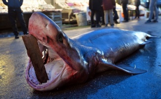 Mersin&#39;de 4 metre uzunluğunda köpek balığı yakalandı
