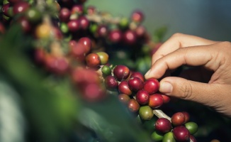 Türkiye’de yılda 100 bin tona yakın kahve tüketiliyor