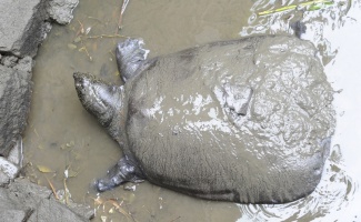 Son 4 Yangtze kaplumbağasından biri öldü