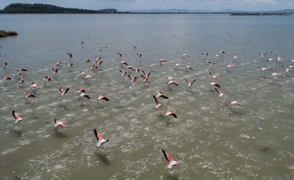 İzmir Kuş Cenneti'nde 20 bin flamingo kuluçkaya yattı