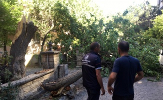 Kartal’da apartman bahçesindeki çürüyen ağaç yola devrildi