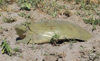 Nesli tükenmek üzere olan Fırat kaplumbağası bulundu