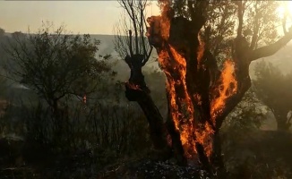 Orman yangınında zeytin ağaçları kül oldu