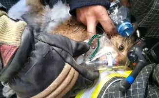 Rus itfaiyeciler yangından kurtardıkları kediyi hayata döndürdü