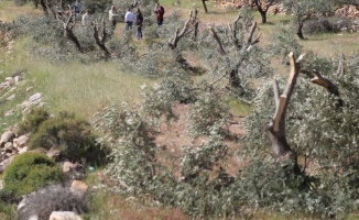 İsrail işgal altındaki Filistin topraklarında 2,5 milyon ağaç söktü