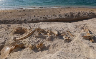 Kayseri&#039;de 7,5 milyon yıllık zürafa fosili bulundu