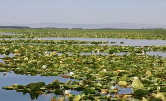 Nilüferleriyle ünlü Işıklı Gölü doğaseverleri ağırlıyor