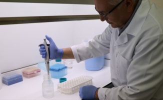 Patatesin DNA&#039;sı incelenerek hastalıklara dayanıklı çeşitler geliştiriliyor
