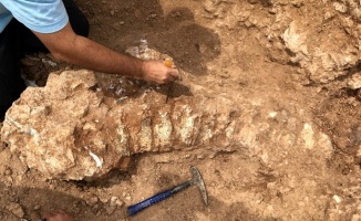 Kurutlu'da 2 bine yakın hayvan fosili bulundu