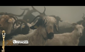 Çukurova'da 'Altın Koza' heyecanı