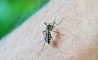 &#039;Sivrisinekler erkekleri daha çok ısırıyor&#039;