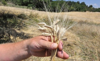 10 bin yıllık siyez buğdayının ekim alanları yaygınlaştırılacak