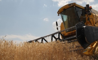TMO buğday ve arpa satışlarına başlıyor