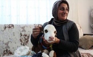 Hayvancılık yapan Fatma Öncel prematüre buzağıya evinde bakıyor