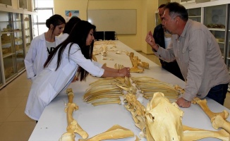 Kırşehir'de bulunan milyon yıllık fosiller dünya literatürüne kazandırılacak