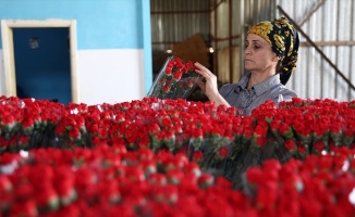 Çiçek sektörü ihracatta rekor kırdı