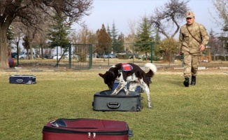 Yerli ırk köpekler Nevşehir'deki JAKEM'de eğitiliyor