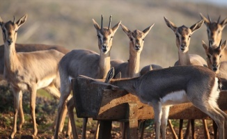 Hatay'da 'gazella gazella' popülasyonunda artış
