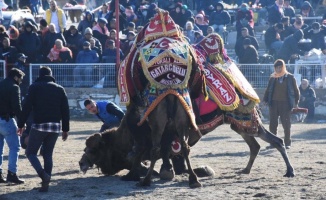 Muğla&#039;daki deve güreşi festivaline yoğun ilgi