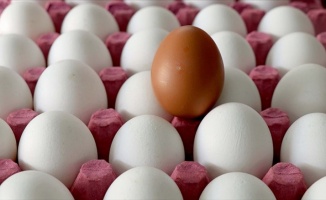Yumurta ve su ürünlerindeki KDV indirimi üreticileri sevindirdi