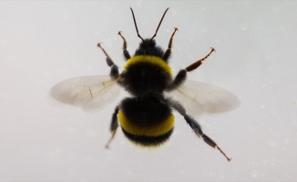 Böcek ilaçları yaban arısı yavrularının beyninde kalıcı hasara yol açıyor