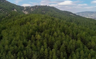 Orman zararlılarıyla mücadele için geçen yıl 7,7 milyon lira harcandı