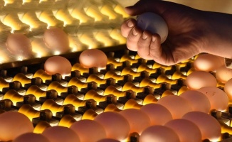 Afyonkarahisar&#039;daki yumurta üreticileri İsrail pazarına da yöneldi