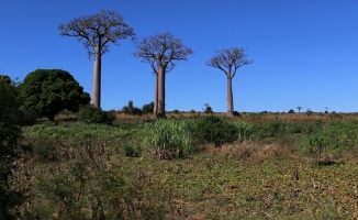 Madagaskar'da geliştirilen bitkisel Kovid-19 ilacı bugün tanıtılacak