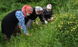 Kilosu 150 liradan satılan dağ çileği kadınlara ekonomik kazanç oldu