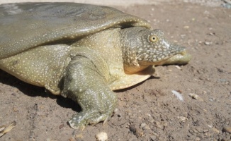 Adıyaman'da nesli tükenme tehlikesi altında olan Fırat kaplumbağası görüldü