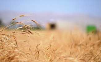 Buğdayda 2020 rekoltesinin 20,5 milyon tona ulaşması bekleniyor