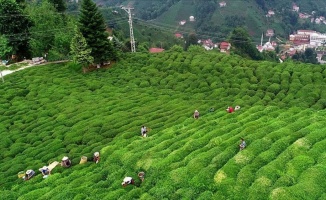 Çay sanayicileri 'son 10 yılın en kaliteli' ürününü bekliyor