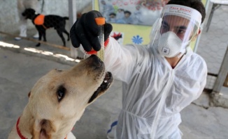 İran'da köpekler Kovid-19'u teşhis etmek için eğitildi