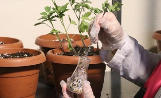 Yerli domatesler zorlu testlerden geçirilerek geliştiriliyor