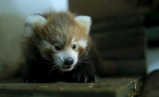 Kızıl pandalar ailenin yeni üyelerine kavuştu