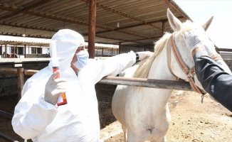 Adıyaman'da Kovid-19'a karşı atlardan elde edilen antiserum üretiminde sona gelindi