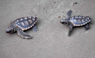 İztuzu Plajı caretta caretta yuvası ve yavru çıkışında rekor kırdı