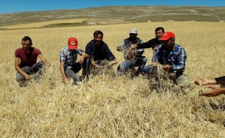 Sivas&#039;ta etkili olan dolu 10 bin dekar tarım arazisine zarar verdi