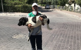 Üç bacaklı sokak köpeği temizlik işçisini 5 yıldır yalnız bırakmıyor