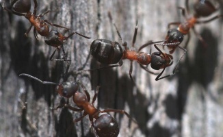 Türkiye&#039;nin karınca çeşitliği araştırılıyor